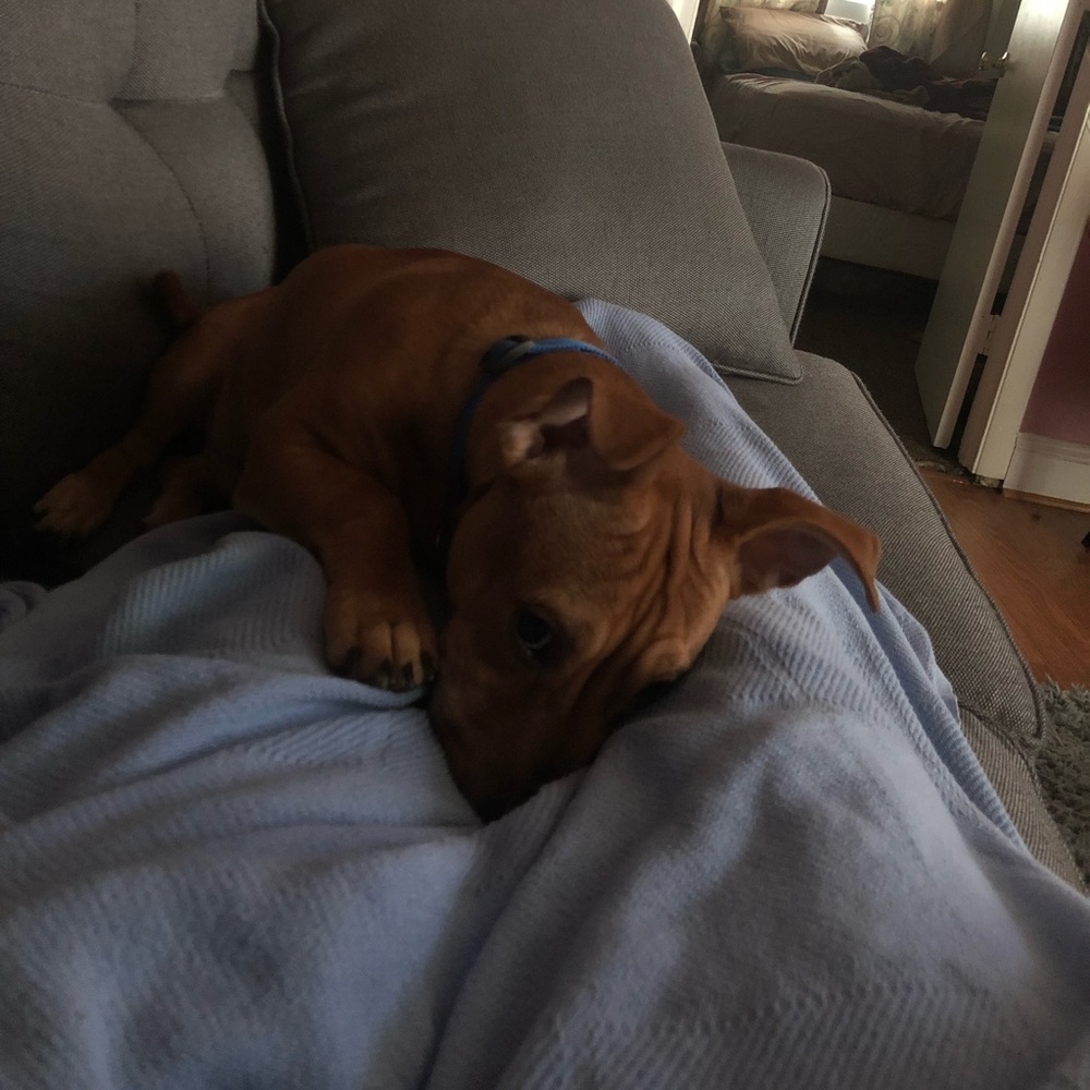 Meet your Posher, Heidy